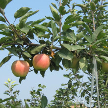 2016 neue Ernte gute Qualität frische rote Gala Apfel